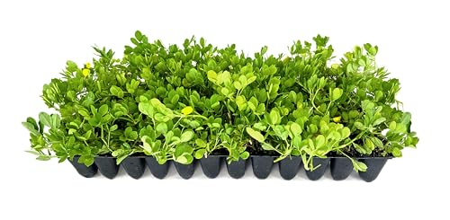Ornamental Peanut Grass | 10 Live Plants | Arachis glabrata | Drought-Tolerant Ground Cover | Low-Maintenance Lawn Alternative