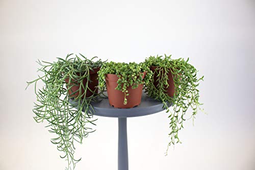 Leaf & Linen | Hanging Collection String Of Bananas Senecio Radicans, Fast-Growing Trailing Succulent Indoor/Outdoor Houseplant, #TOP4