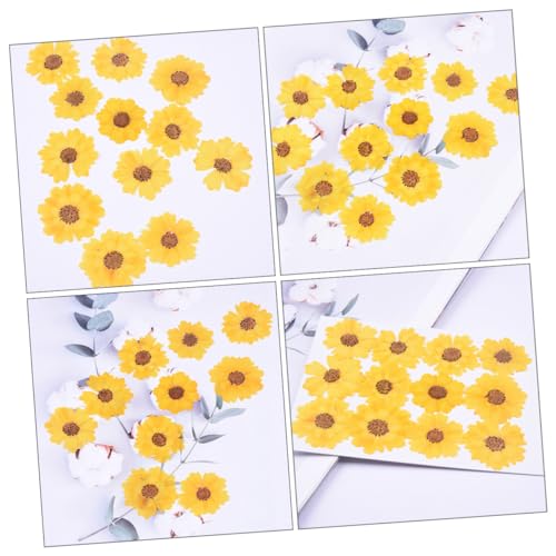 Flores de Margarita Secas para Manualidades 24 piezas miniatura 7