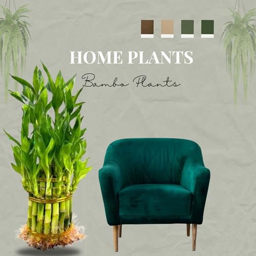 نبات البامبو المحظوظ الحي ذو الطبقتين - حزمة من 15 ساق - سهل النمو وتنقية الهواء، نباتات منزلية داخلية حية للمنزل والمكتب وديكور الزفاف ويمكن تقديمها كهدية