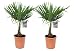 Produktbild Plant in a Box - Trachycarpus Fortunei - 2er Set - Palme Winterhart für draußen - Topf 21cm -Höhe 65-75cm - Gartenpflanze
