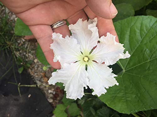 1177-Cannonball Gourd (Lagenaria Siceraria) Seeds By Robsrareandgiantseeds Upc0764425788201 Non-Gmo,Organic,Artisans,Crafting,Usa Grower,Competitions,1177 Package Of 8 Seeds #TOP3