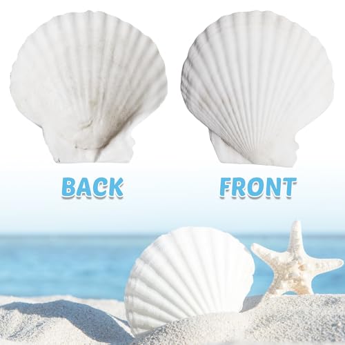 PORFOYO 50 Stück Weiße Jakobsmuscheln 6-8 cm, Große Natürliche Muschelschalen, Muschelschale, Muscheln Zum Basteln, Muscheln Groß, Jakobsmuschel Muscheln Große Für DIY Handwerk, Strand Thema Party