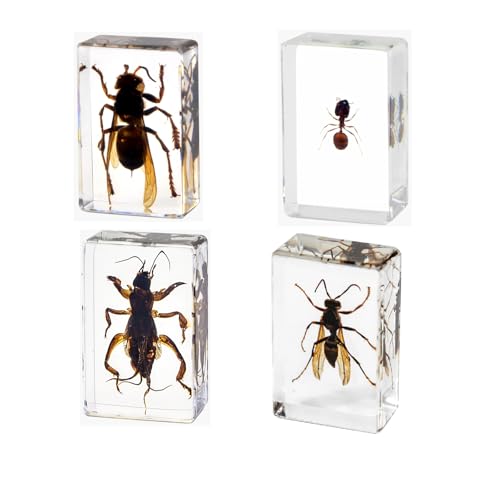 4Pcs Insect in Resin Specimen, Bug Preserved Specimen Collection Paperweights Resin Insects Various Insect Specimen for Office School Biology Display Supplies (Vivid)