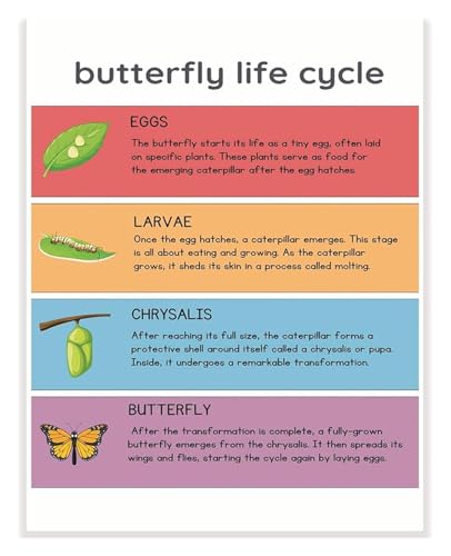 Poster cycle de vie du papillon pour éveiller la curiosité des enfants