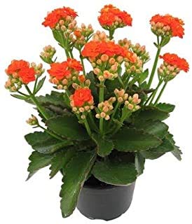 Delorea White Flowering Plant Garden Decorative Live Plant (B096ML6J48) Amazon Price History, Amazon Price Tracker