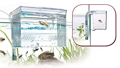 Amtra Aufzuchtbecken Breeding Box Maße 17x13x13 Top Qualität Cover