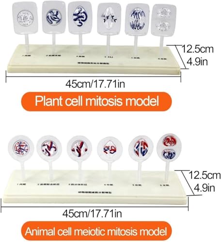 Juego de modelos de biología celular para estudio de mitosis escolar 4