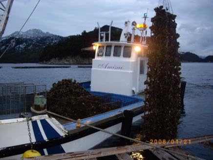 冷凍 殻付 牡蠣 10kg|朝どれ 冷凍 加熱用 かき 大粒 貝 シーフード オイスター 海鮮 濃厚 BBQ バーベキュー ガンガン焼き おおたけカキ 特大サイズ 広島県産 大竹市 玖波 宮島 瀬戸 国産 産地直送 [2222]