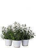 6 Piante Di Citronella Ø 14 Cm