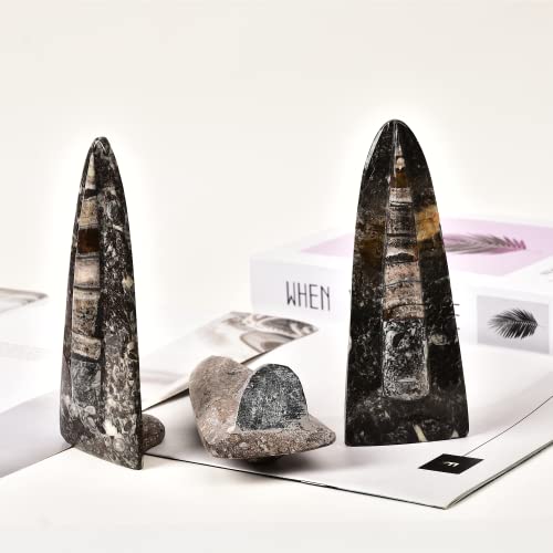 Image of JIC Gem Orthoceras Fossil Frome Morocco(5-6 Inches)