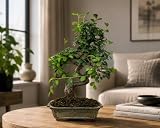 Zelkova parvifolia Bonsai ca. 35 cm – Chinesische Ulme, 9 Jahre alt, Indoor Bonsai mit Untersetzer, Pflegeleicht, Mini Baum für Wohnzimmer, Büro, Wintergarten & Geschenkidee