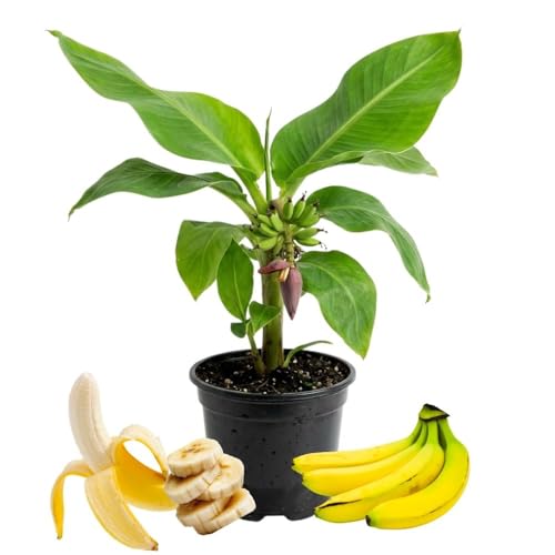 Dwarf Cavendish Banana Plant, Live Tropical Banana Tree, 4 Inch Pot, Decorative Patio Garden Fruit Plant