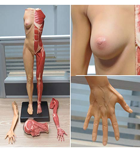 Sjdopulse Anatomy Figure Uman Anatomical Muscle Bone Ecorche And Skin Model Human Muscle Skeleton Anatomical Model Pu Material Reference For Artist,A