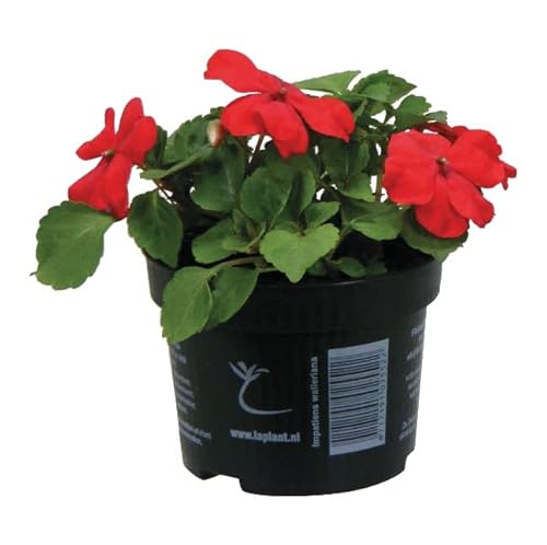 Planta de la Alegría en Casa Natural - Flores de Colores de Aspecto Elegante