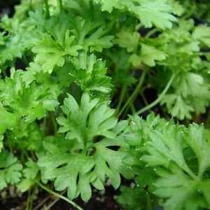Semi Prezzemolo Italiano Foglie Piatte Heritage (Petroselinum Crispum) 200 + Semi