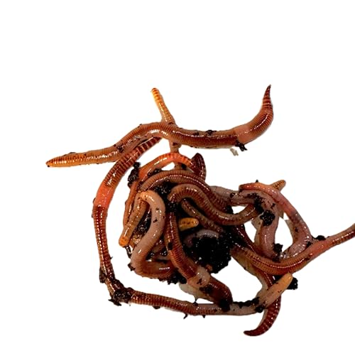 Wormi Vermi Composting Worms 50g