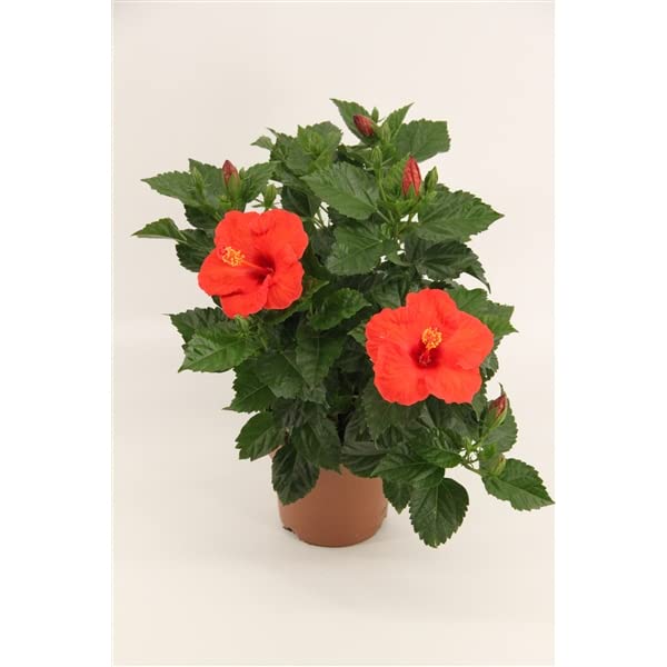 Hibiscus Plant Sunny Bordeaux - red Blooms - in 13 cm Pot : Amazon