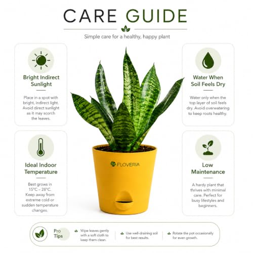Image of Snake Plant Live Indoor with Pot | Air Purifying Indoor Plant | Low Maintenance House Plant for Home, Office & Bedroom | Sansevieria Live Plant for Home Decor & Gifting