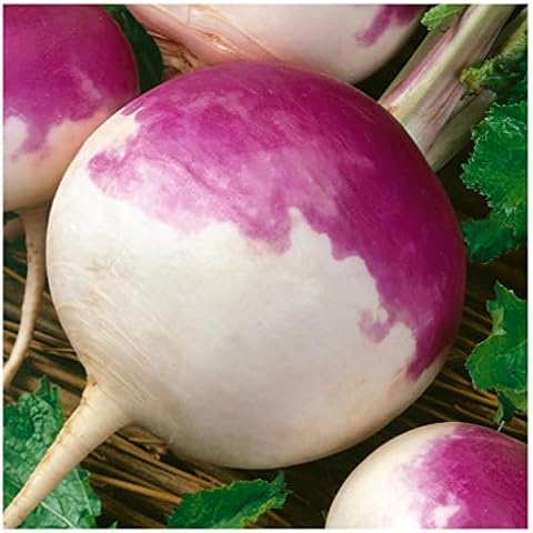 Everwilde Farms - 1 Lb Purple Top White Globe Turnip Seeds - Gold Vault Cover
