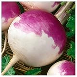 Everwilde Farms - 1 Lb Purple Top White Globe Turnip Seeds - Gold Vault
