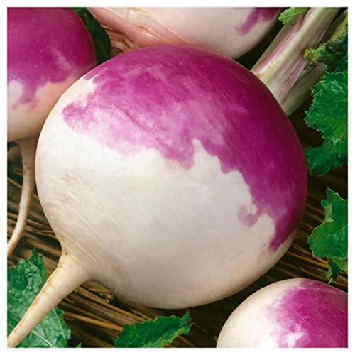 Everwilde Farms - 1 Lb Purple Top White Globe Turnip Seeds - Gold Vault Everwilde Farms - 1 Lb Purple Top White Globe Turnip Seeds - Gold Vault