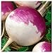 Everwilde Farms - 1 Lb Purple Top White Globe Turnip Seeds - Gold Vault