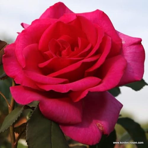 2x Rosier Thé moderne 'Parole' – Kordes Eleganza roos Plant-o-fix-pot | Rosier moderne parfumé, grandes fleurs rouges, idéal bouquet & massif