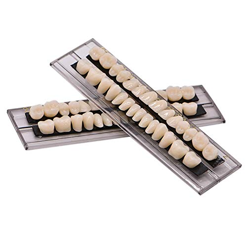 56Pcs Dental Synthetic Acrylic Teeth Resin Denture False Teeth for Halloween Horror Prop 23 A2(28 Pcs/Set)