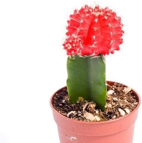 Miniatura 2 de Planta de cactus Live Moon - Totalmente enraizada - Planta de cactus lunar de 3 pulgadas - Cactus de injerto rojo
