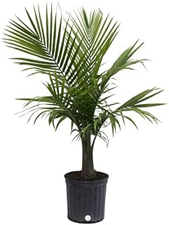 Costa Farms Majesty Palm Live Indoor Plant 3 to 4-Feet Tall, 3-Foot