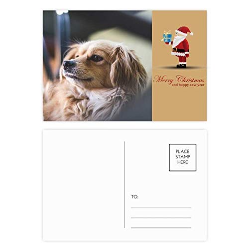 Cartes postales petits animaux lot de 20 avec photos pour correspondance