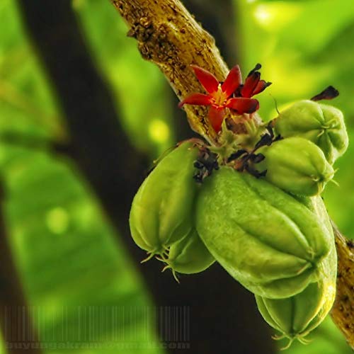 Averrhoa Bilimbi - Cucumber / Pickle Tree - Rare Tropical Plant Tree Jocad (5 Seeds) #TOP1