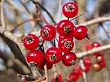 Washington Hawthorn Seedling for Planting - 1Yr Plant (Crataegus phaenopyrum)- Pretty Red Berries