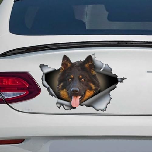 Was ist ein Shelter für Hunde? – Alles was du wissen musst
