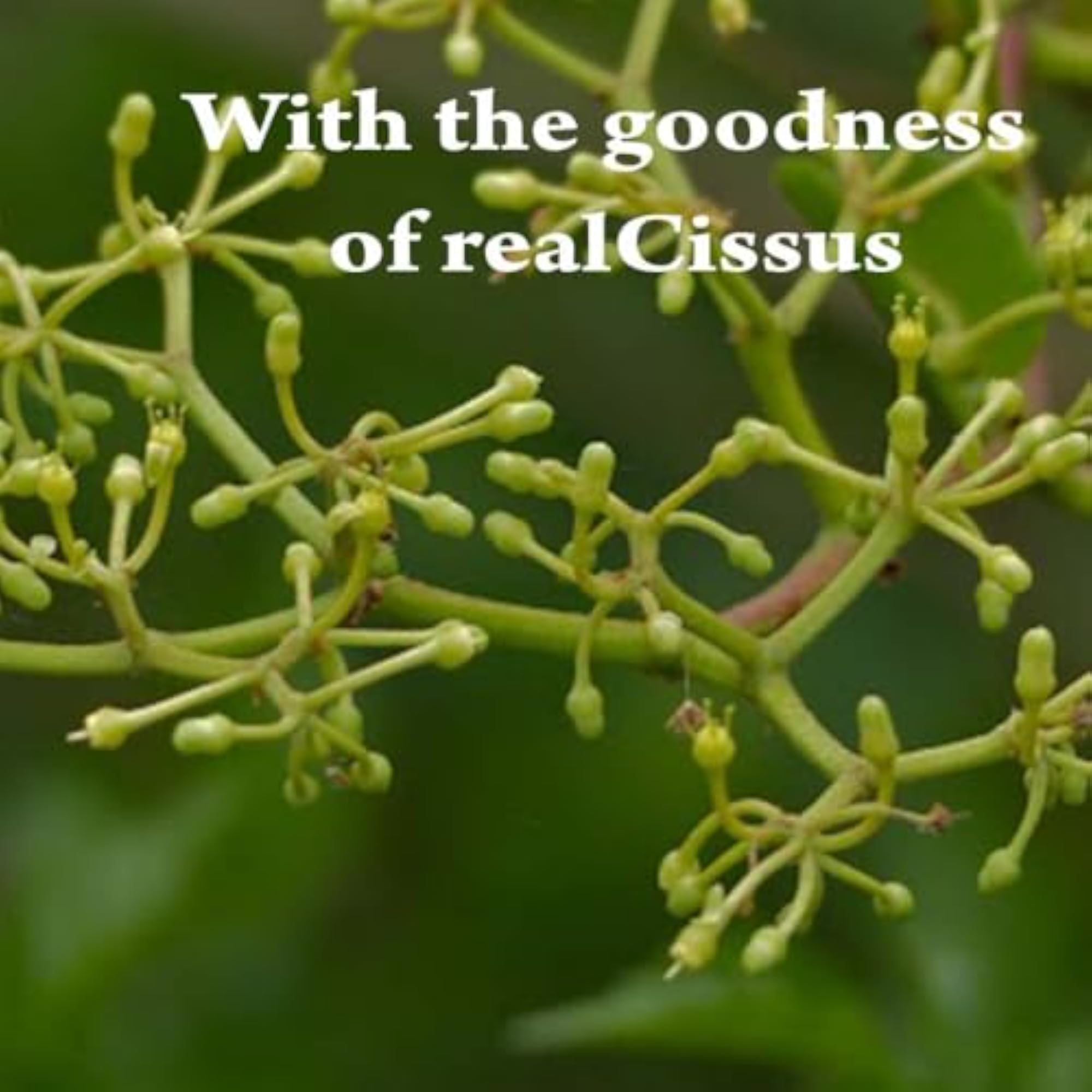 mi nature Cissus Extract Tablets, 90 Tablets for Joint Health