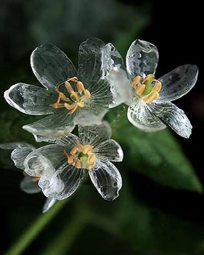 100pcs White Skeleton Flower Seeds
