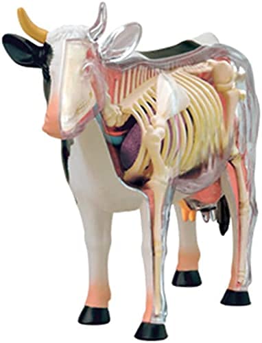 Skelett Anatomie Modell, Tier Anatomie Modell, Kuh Anatomie Modell Mit Abnehmbarem 29-Teil Kuh Organ Anatomie Lehrmodell