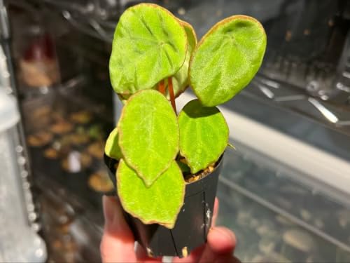 �x�S�j�A �X�J�s�Q��/Begonia scapigera