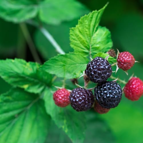 'Tahi' Black Raspberry Plant - Thornless Black Raspberry Plants - Live Plants (1)