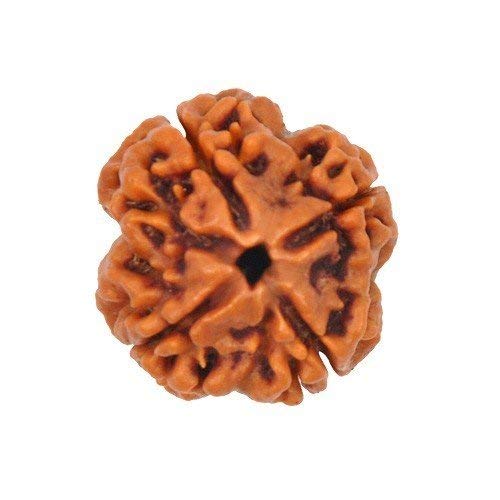 The Himalayan River 4 mukhi rudraksha / 4 Mukhi Rudraksh / 4 mukhi rudraksha Original / 4 Faced Rudraksha / 4 मुखी रुद्राक्ष / 4 Mukhi Nepali Rudraksha With Ganga Jal From Haridwar And Free Book On Rudraksha