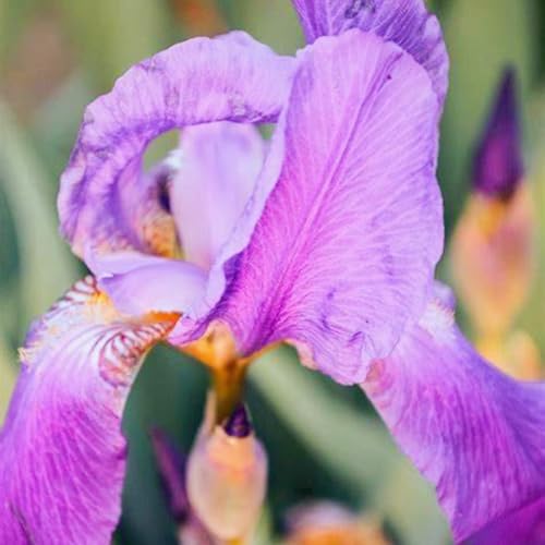 Bulbi Dell'Iride-Iris Bulbi Rifiorente,Iris Bulbi Misti,Iris Bulbi,Bulbi Di Iris,Bulbi Iris,Bulbi Da Fiore Iris,Pianta Perenne-6Bulbi-b