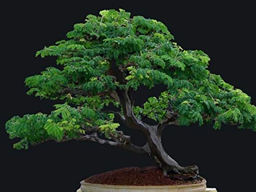 Portal Cool Rarely Offered Saplings. Monkey Pod Tree (Saman Rain Tree) Bonsai Starter Trees