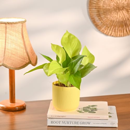 Image of UGAOO Combo of 3 Indoor Plants with Ibiza Pot - Money Plant Golden (Yellow), Jade Plant (Mocca) & Peace Lily (White) | Low-Maintenance Home & Office Decor for Living Room, Bedroom & Desk