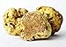White Truffle Mushroom Spores – Tuber Magnatum | Gourmet Delicacy | Highly Prized for Rich, Earthy Aroma & Culinary Excellence