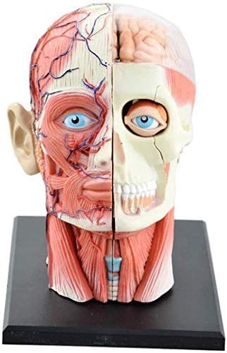 Amazon.co.jp: 取り外し可能な12パーツの人間の頭の解剖学モデル