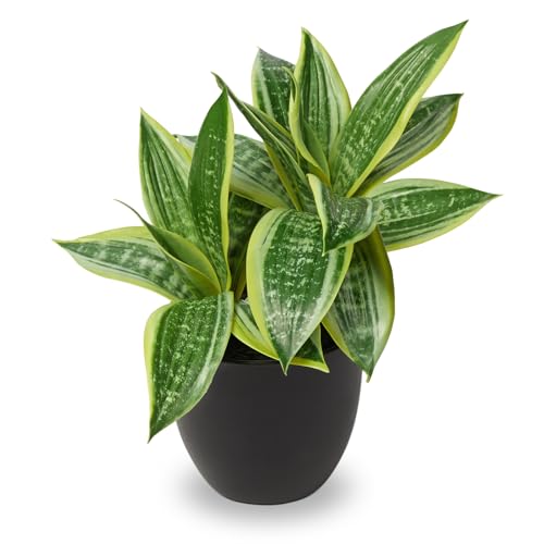 DILATATA Fake Snake Plant 11 Inch Small Potted Good Luck Plant Artificial Snake Plants Faux Mother...