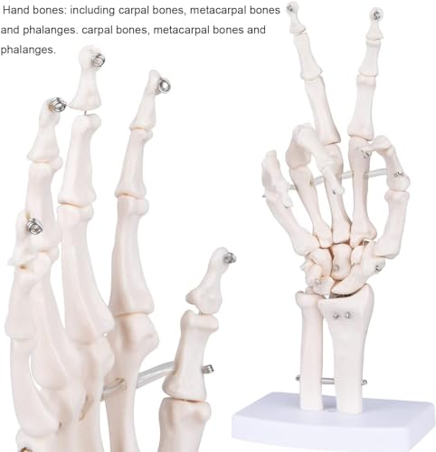 Hand Skelett Modell, Modell des Menschlichen Handgelenks, Medizinisches anatomisches lebensgroßes menschliches Handgelenk Studien Skelett Modell für Schulen Krankenhauslaborausrüstung