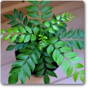 Curry Leaf herb Culinary herb Seeds for Outdoor Plant Seeds for Garden Pack 60 Seeds Tree