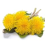 800 piezas semillas de diente de león regalos para los amantes del jardín prado de flores plantas de jardin semillas de planta Las plantas perennes son plantas perennes resistentes.